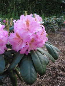 Rhodo Scintillation